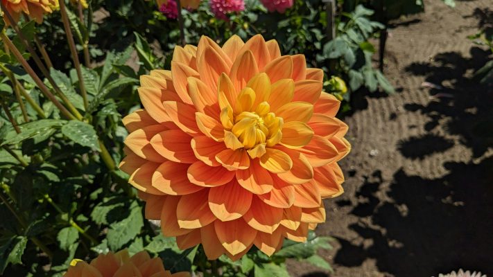 Pompa Air Celup dan Irigasi Tetes untuk Dahlia