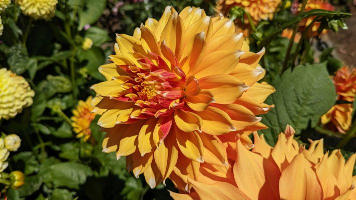 Pompa Air Celup untuk Irigasi Dahlia Saat Musim Kemarau