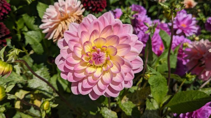 Pompa Air Celup Hemat Energi untuk Kebun Dahlia