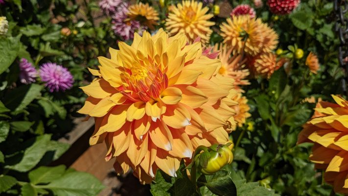 Mengurangi Pemborosan Air Dahlia dengan Pompa Air Celup