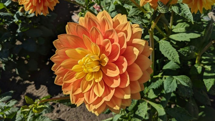 Menghemat Energi Irigasi Dahlia dengan Pompa Air Celup