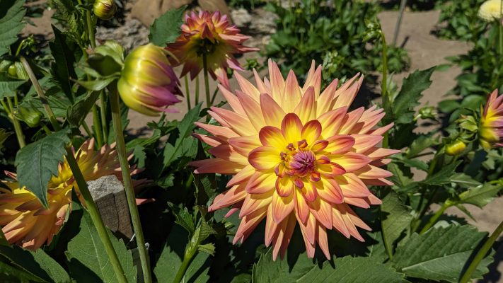 Pompa Air Celup untuk Lahan Dahlia yang Jauh dari Sumur