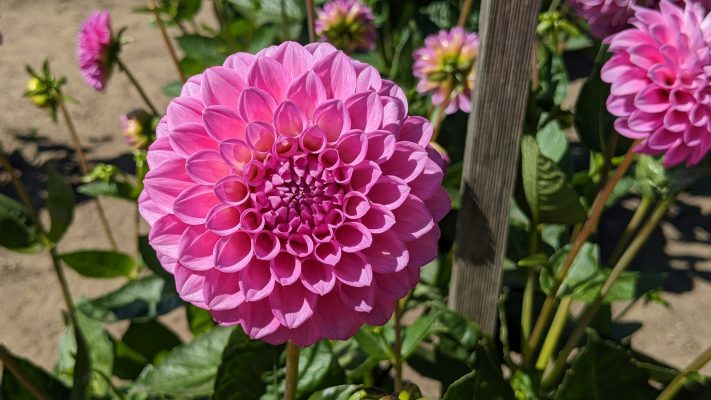 Pompa Air Celup untuk Menjaga Kelembapan Dahlia