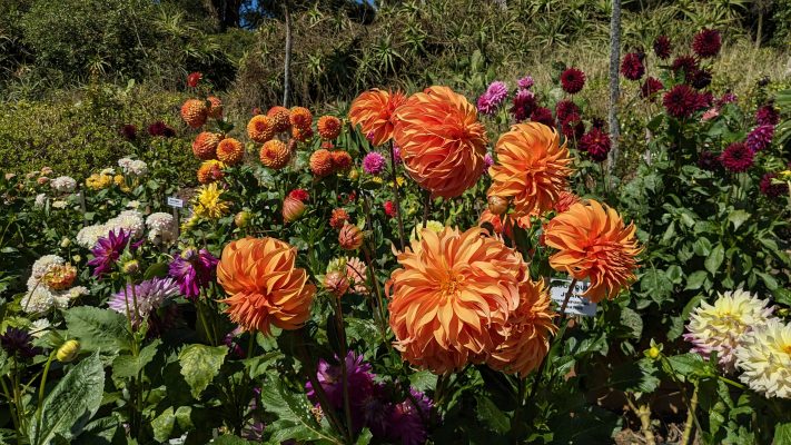 Cara Memilih Pompa Air Celup Tahan Lama untuk Dahlia
