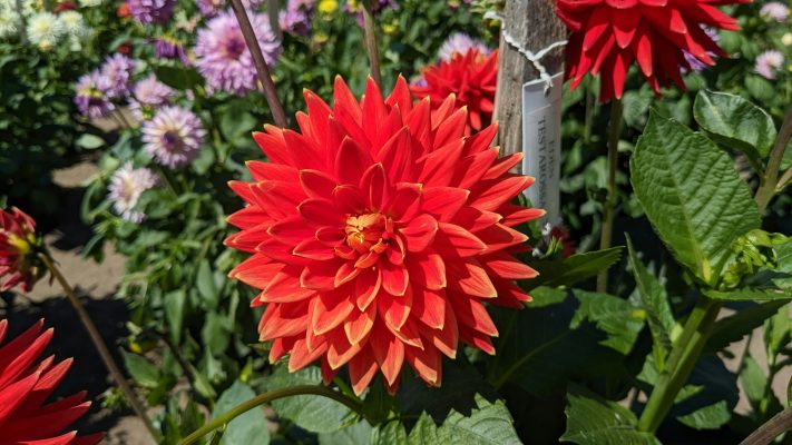 Strategi Pompa Air Celup untuk Dahlia Saat Musim Kemarau