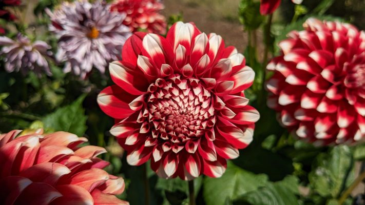 Pompa Air Celup untuk Lahan Kering Tanaman Dahlia