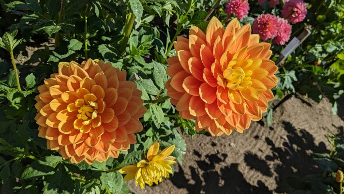 Pompa Air Celup untuk Irigasi Dahlia yang Lebih Hemat Biaya