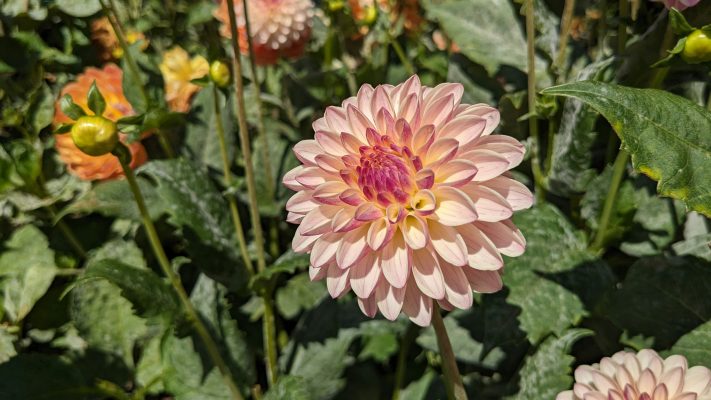 Pompa Air Celup dan Sensor Kelembapan untuk Dahlia