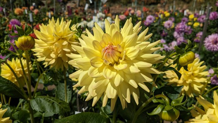 Pompa Air Celup untuk Perawatan Dahlia di Lahan Kering