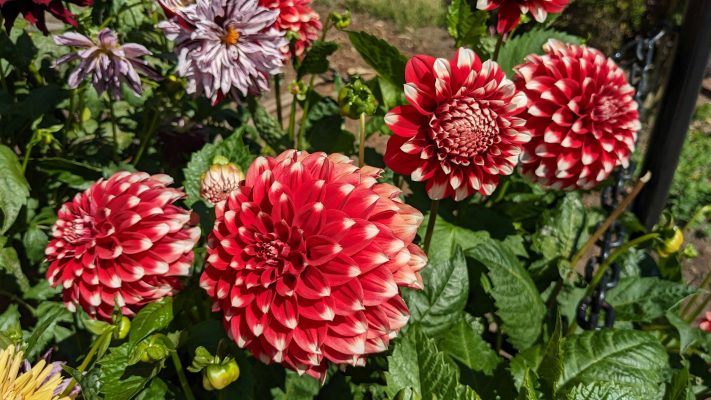 Pompa Air Celup untuk Irigasi Hemat Air Bunga Dahlia