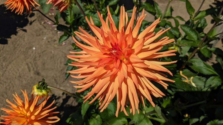 Cara Menekan Biaya Irigasi Dahlia dengan Pompa Air Celup