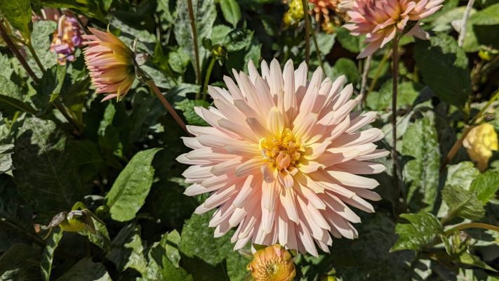 Cara Memilih Pompa Air Celup untuk Lahan Dahlia
