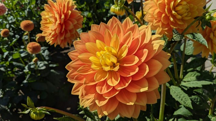 Pompa Air Celup untuk Efisiensi Irigasi Lahan Dahlia