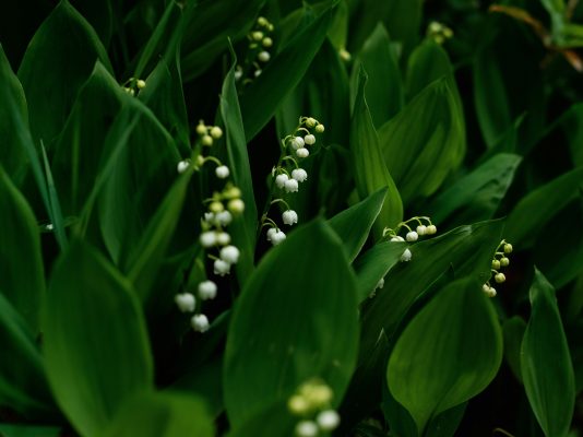 Pompa Air Celup untuk Distribusi Air Lily of the Valley