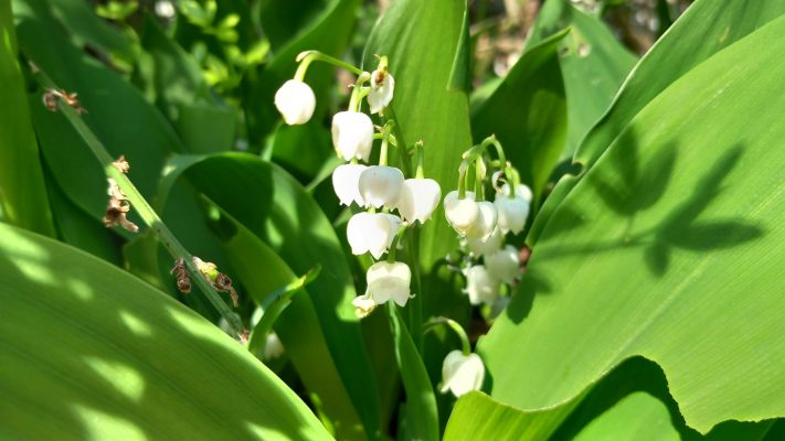 Pompa Air Celup untuk Penyiraman Lily of the Valley