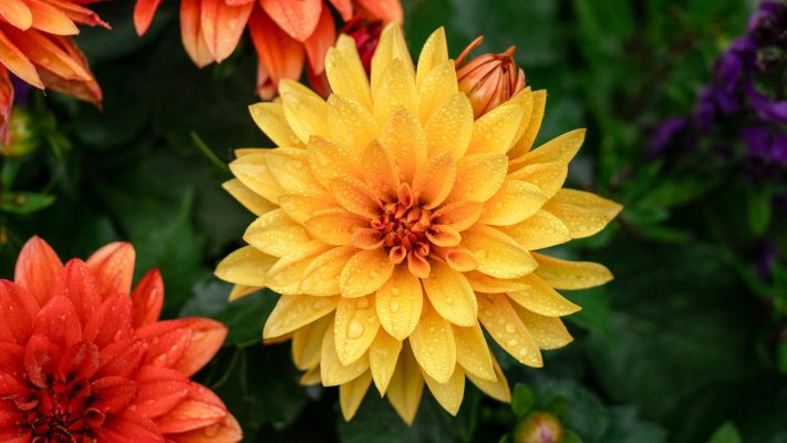 Pompa Air Celup dan Irigasi Tetes untuk Dahlia Hemat Air