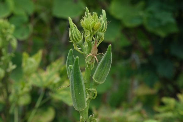 Pompa Air Celup Menjaga Kelembapan Tanah Tanaman Okra