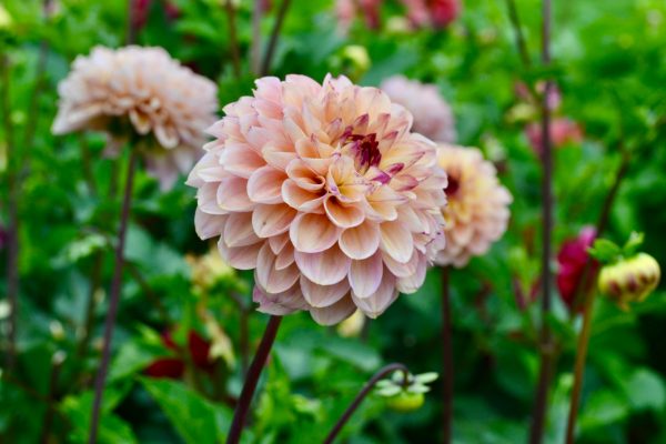 Otomatisasi Pompa Air Celup untuk Irigasi Dahlia Efisien