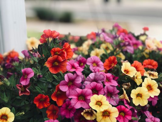 Memilih Pompa Tenaga Surya Lorentz untuk Petunia Ramah Lingkungan