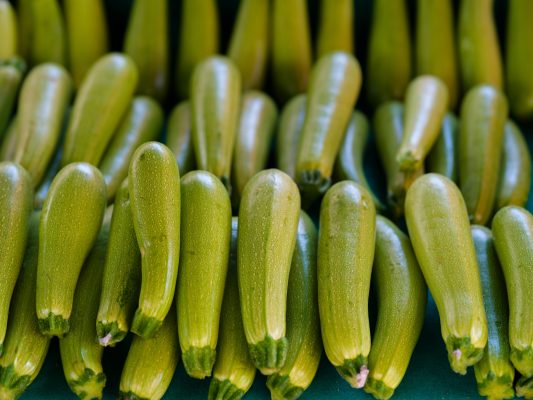 Memilih Pompa Tenaga Surya untuk Kebun Zucchini yang Sehat