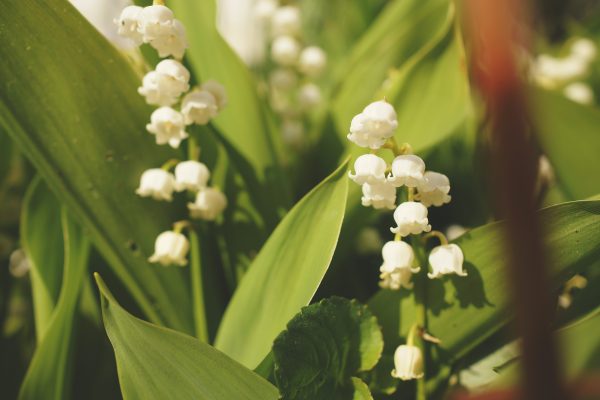 Pompa Air Celup untuk Menyuplai Air Lily of the Valley
