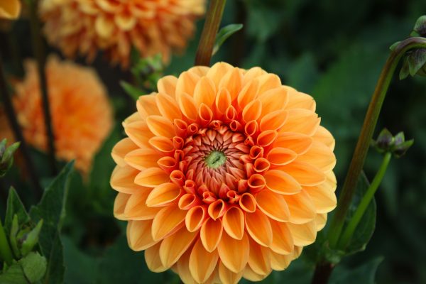 Pompa Air Celup dan Bak Penampung untuk Dahlia