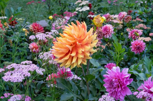 Efisiensi Air Dahlia Menggunakan Pompa Air Celup Modern