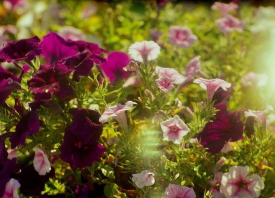 Memilih Pompa Tenaga Surya Lorentz untuk Petunia Organik