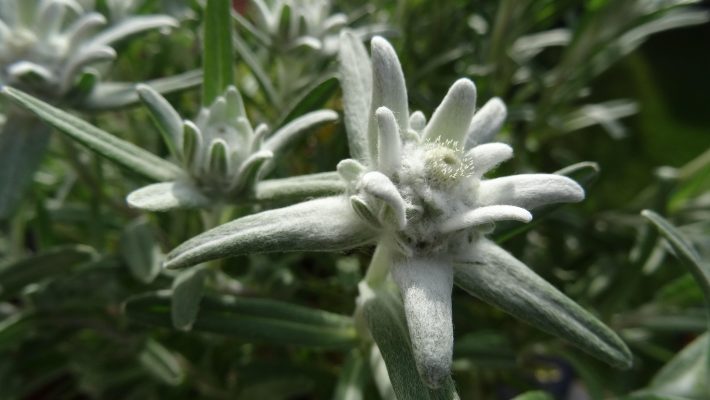 Keunggulan Pompa Tenaga Surya Lorentz untuk Edelweiss
