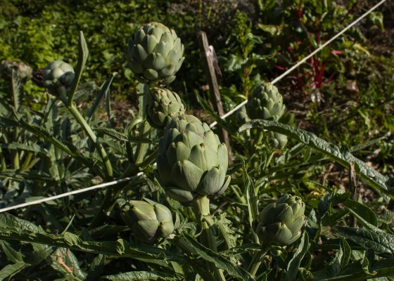 Memilih Pompa Tenaga Surya untuk Irigasi Artichoke
