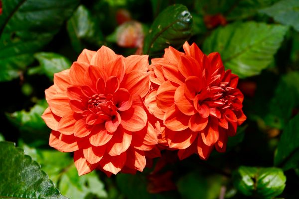 Manfaat Pompa Air Celup untuk Kebun Dahlia Modern