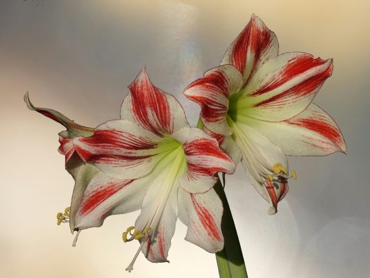 Pompa Air Celup Hemat Air untuk Irigasi Tetes Amarilis