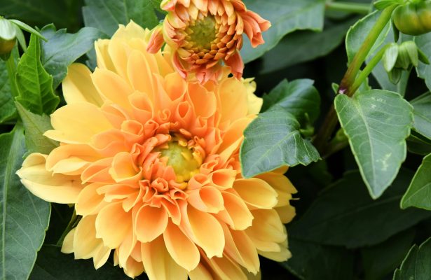 Strategi Menghemat Biaya Irigasi Dahlia dengan Pompa Air Celup