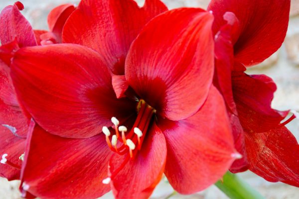 Perawatan Pompa Air Celup untuk Kebun Amarilis