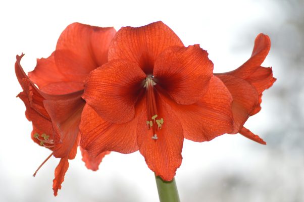 Pompa Air Celup untuk Drainase Amarilis Hemat Biaya