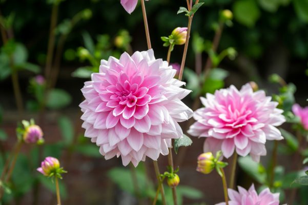 Pompa Air Celup dan Irigasi Tetes untuk Bunga Dahlia