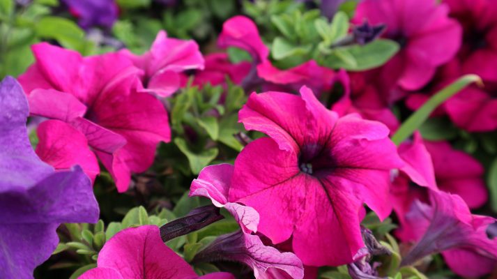 Memilih Pompa Tenaga Surya Petunia dengan Irigasi Tetes