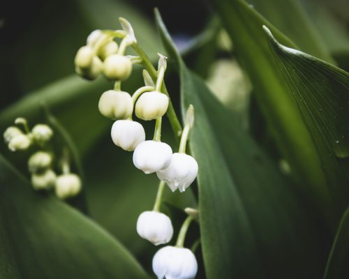 Pompa Air Celup untuk Irigasi Penampungan Lily of the Valley