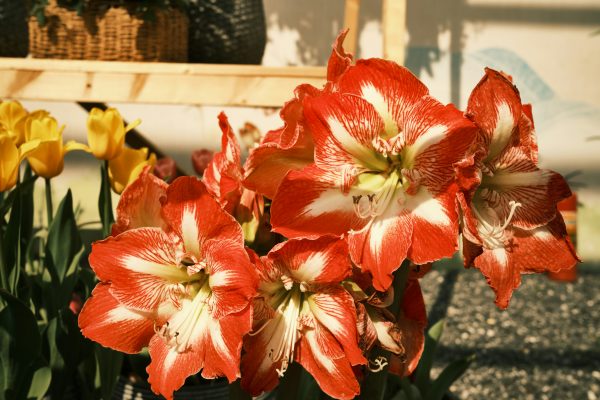 Pompa Air Celup Atur Kelembapan Media Amarilis Tetes
