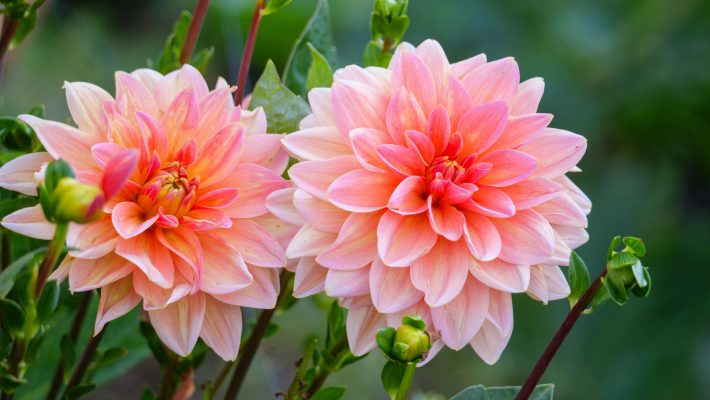 Pompa Air Celup untuk Lahan Dahlia Musim Kemarau