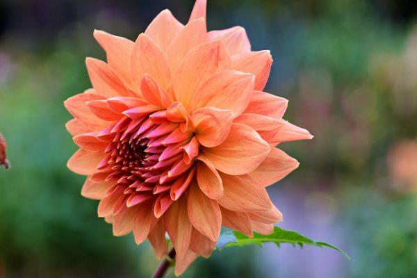 Memilih Pompa Air Celup untuk Irigasi Dahlia Efisien