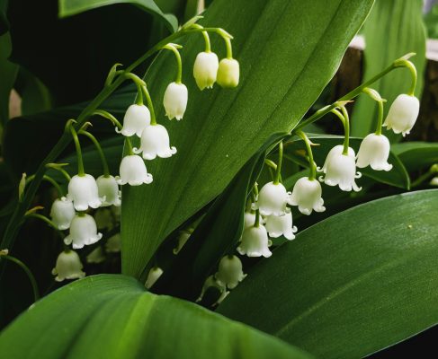 Pompa Air Celup Dukung Irigasi Lily of the Valley