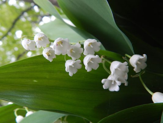 Pompa Air Celup Atur Kelembapan Media Lily