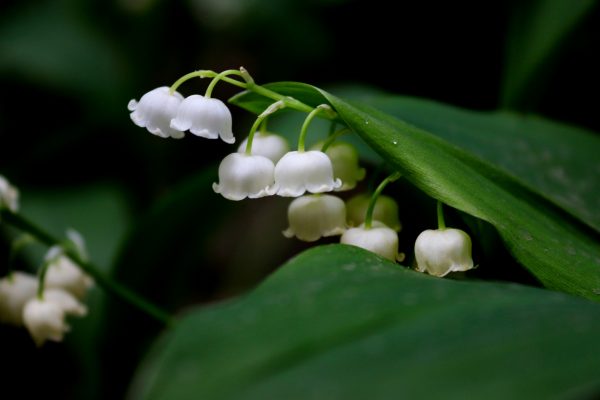 Pompa Air Celup untuk Mengalirkan Air ke Area Lily