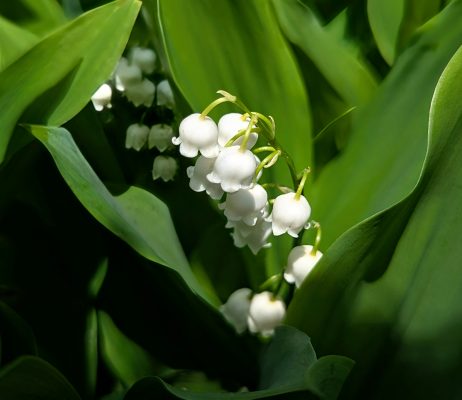 Pompa Air Celup untuk Sistem Air Lily of the Valley