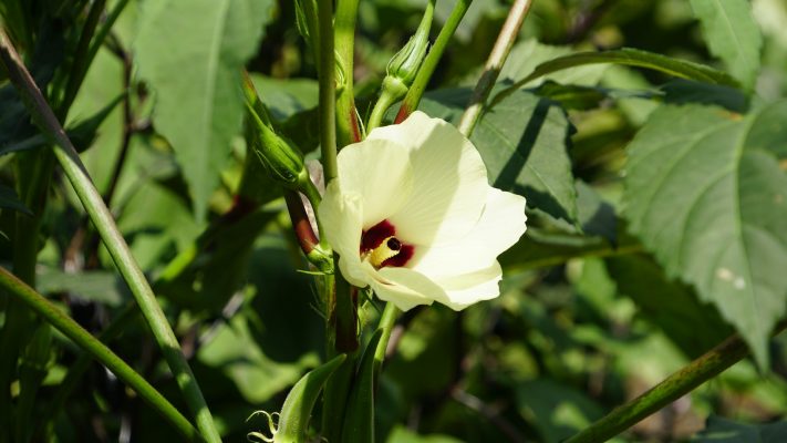 Pompa Air Celup Dukung Irigasi Efisien Tanaman Okra