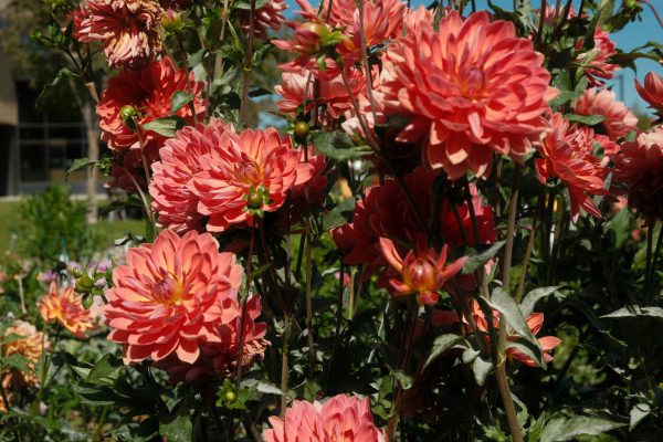 Strategi Jangka Panjang Pompa Air Celup untuk Dahlia
