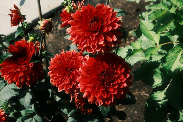 Memilih Pompa Air Celup untuk Tanah Kebun Dahlia