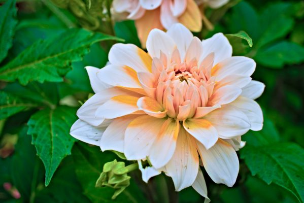 Efisiensi Irigasi Dahlia dengan Pompa Air Celup