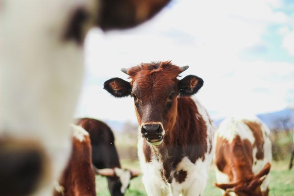 Pompa Air Celup untuk Penyediaan Air Minum Kambing
